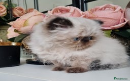 Persian cats for sale: Beautiful persian kittens  - Image 27