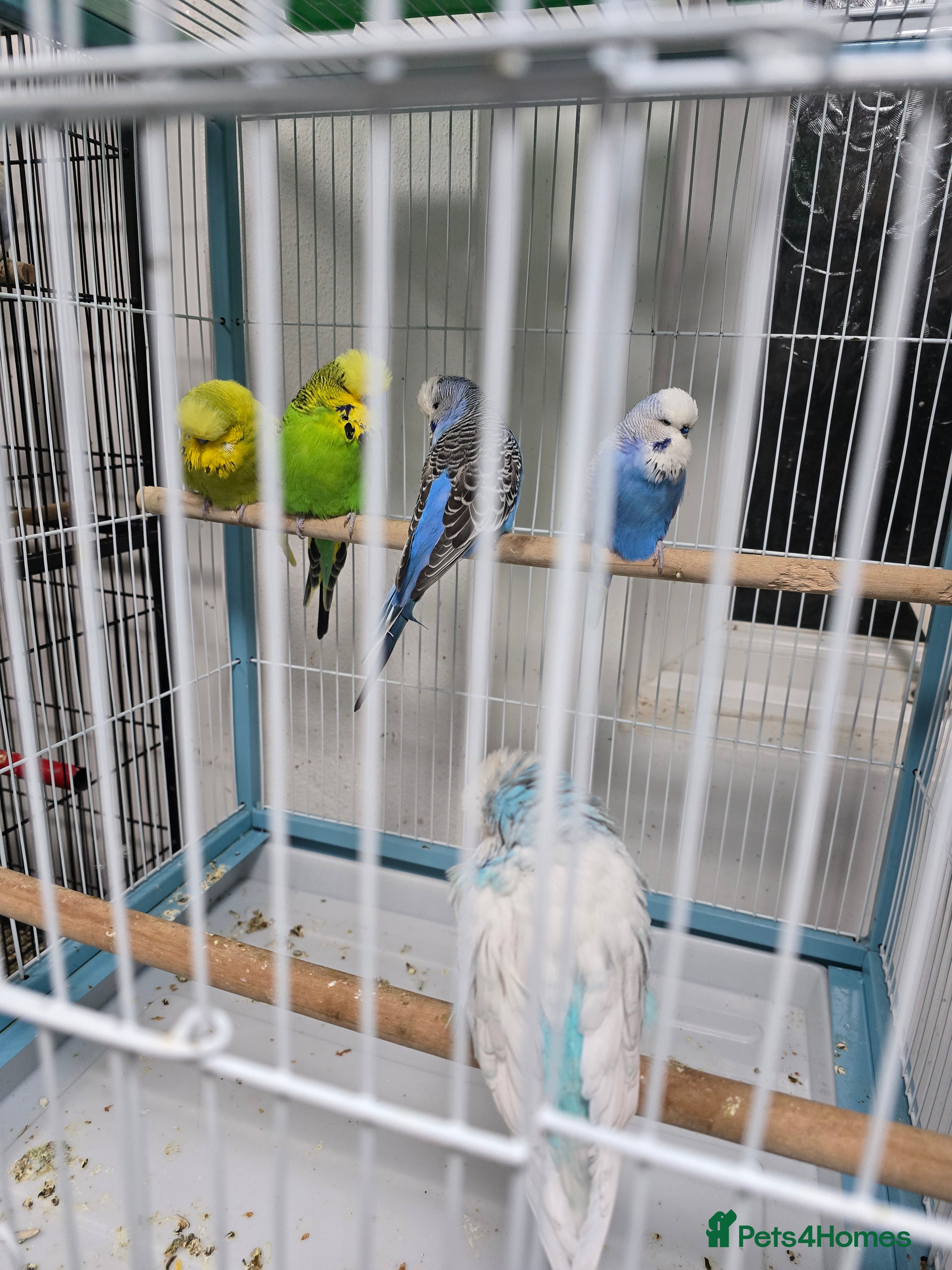 Lovebirds birds Love birds - Advert 13