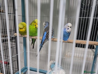 Lovebirds birds Love birds - Advert 13