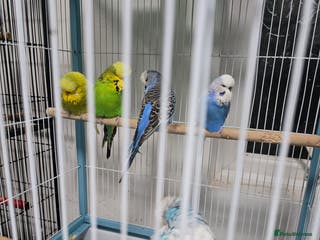 Lovebirds birds Love birds - Advert 13