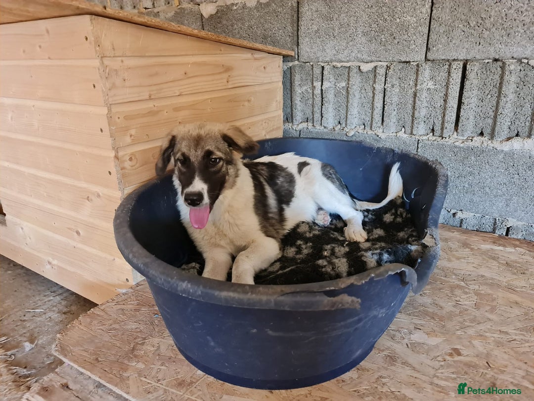 Mixed Breed dogs for adoption: Beautiful and Gentle HEIDI - for a Loving Home - Image 11