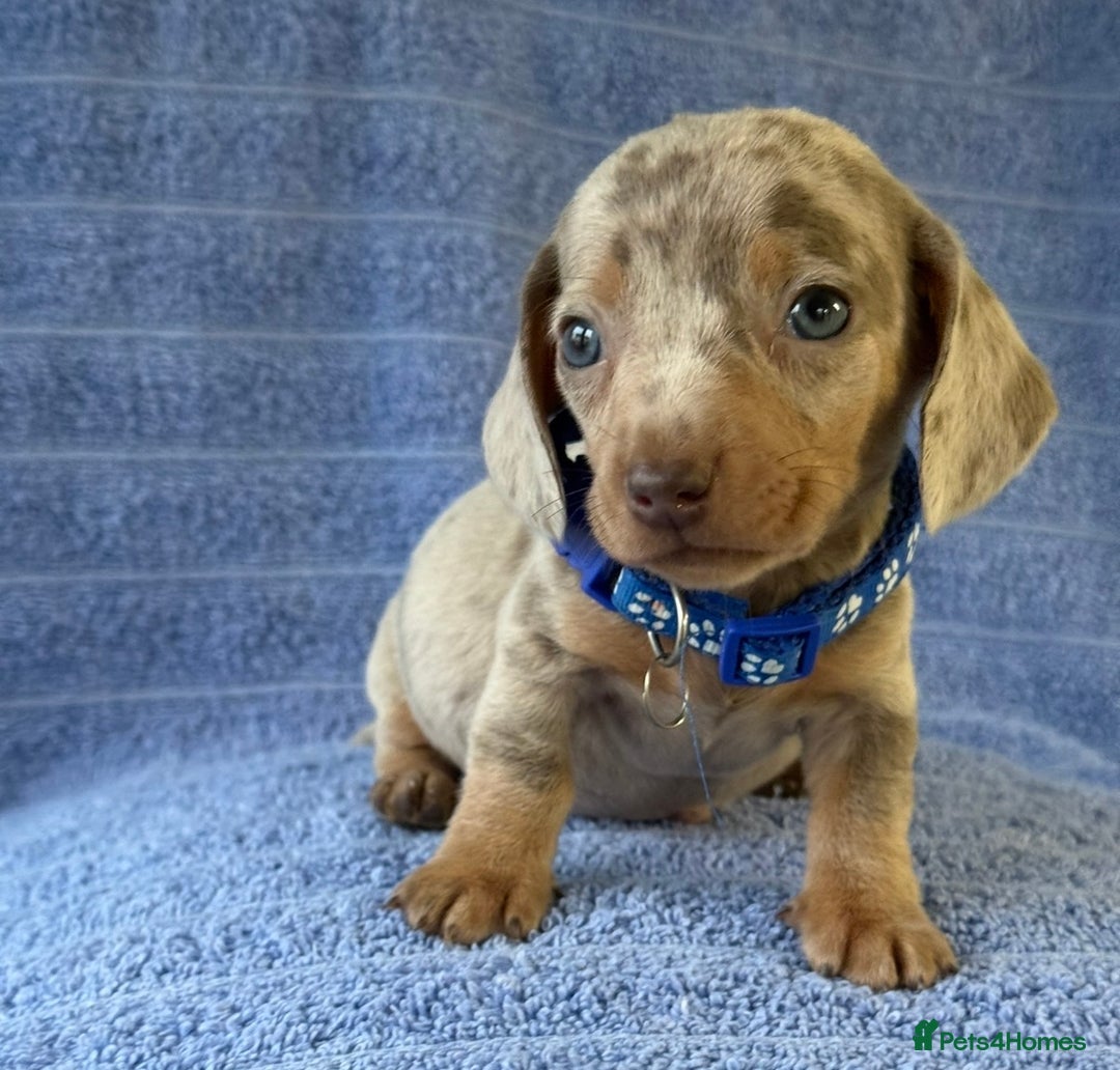 Miniature Dachshund dogs for sale: KC Reg Miniature Dachshund Puppies  - Advert 19