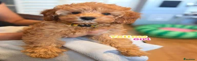 Cockapoo 5