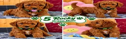 Toy Poodle dogs for sale: Toy Poodle  - Advert 32