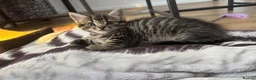 Mixed Breed cats for sale: Gorgeous tabby kittens  - Advert 5