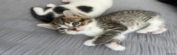 Mixed Breed cats for sale: 3 lovely little kittens  - Advert 20
