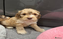 Cockapoo dogs for sale: 💗Beautiful F1 Cockapoo puppies  - Image 4