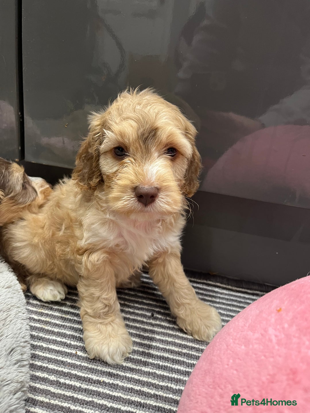 Cockapoo dogs for sale: 💗Beautiful F1 Cockapoo puppies  - Image 4