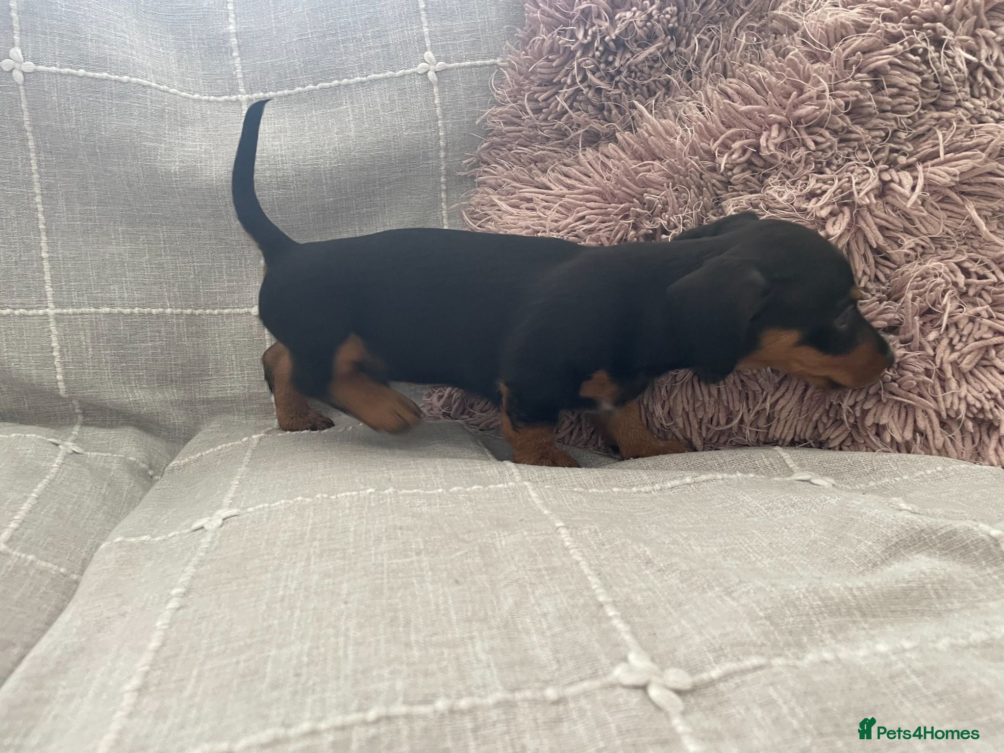 Miniature Dachshund dogs Miniature Dachshund Puppies - Stunning Litter - Advert 2