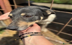 Mixed Breed dogs for adoption: ELSA -  a Special Girl who hates the Prison - Image 8