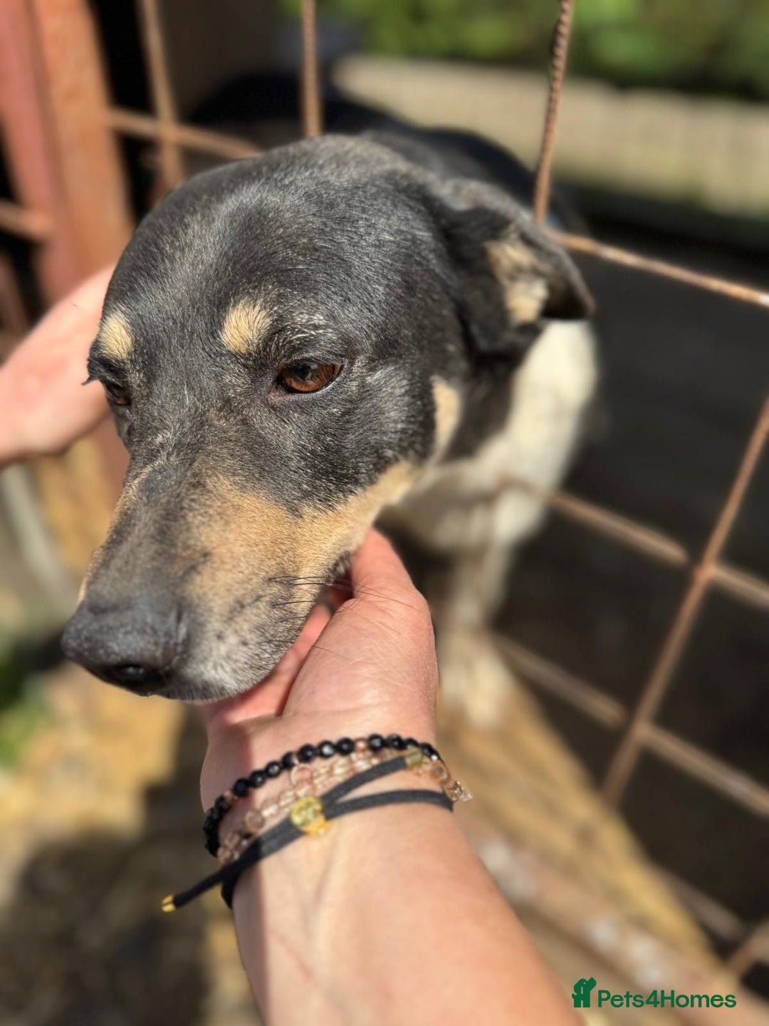Mixed Breed dogs for adoption: ELSA -  a Special Girl who hates the Prison - Image 8