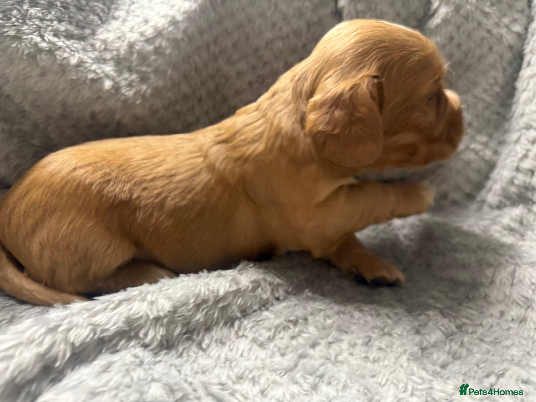 Cocker Spaniel dogs for sale: Last pup Working Cocker Spaniel Puppies! 🐶 in Chatteris - Image 26