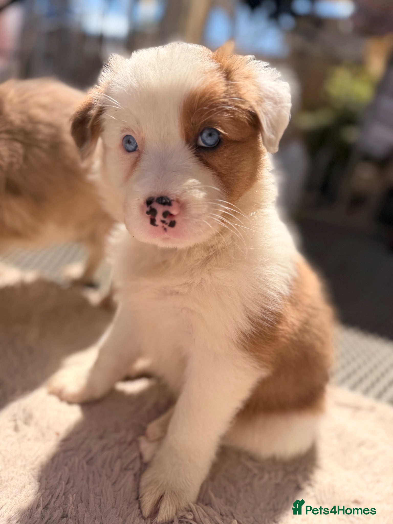 Border Collie dogs Stunning Show line puppies,various colours  - Advert 1