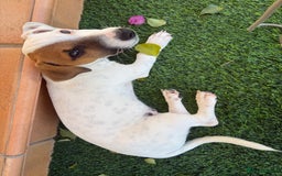 Jack Russell dogs for sale: Lovely Male Jack Russell Terrier - Image 1