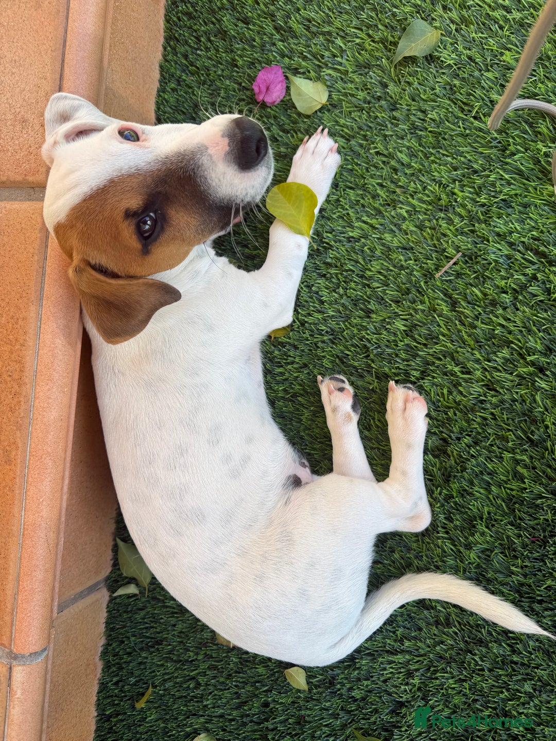 Jack Russell dogs for sale: Lovely Male Jack Russell Terrier - Image 1