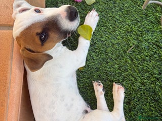 Jack Russell dogs - Advert 12