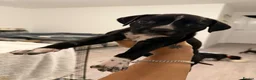 Mixed Breed dogs for sale: Cane Corso x Dalmatian puppies in Wantage - Advert 10