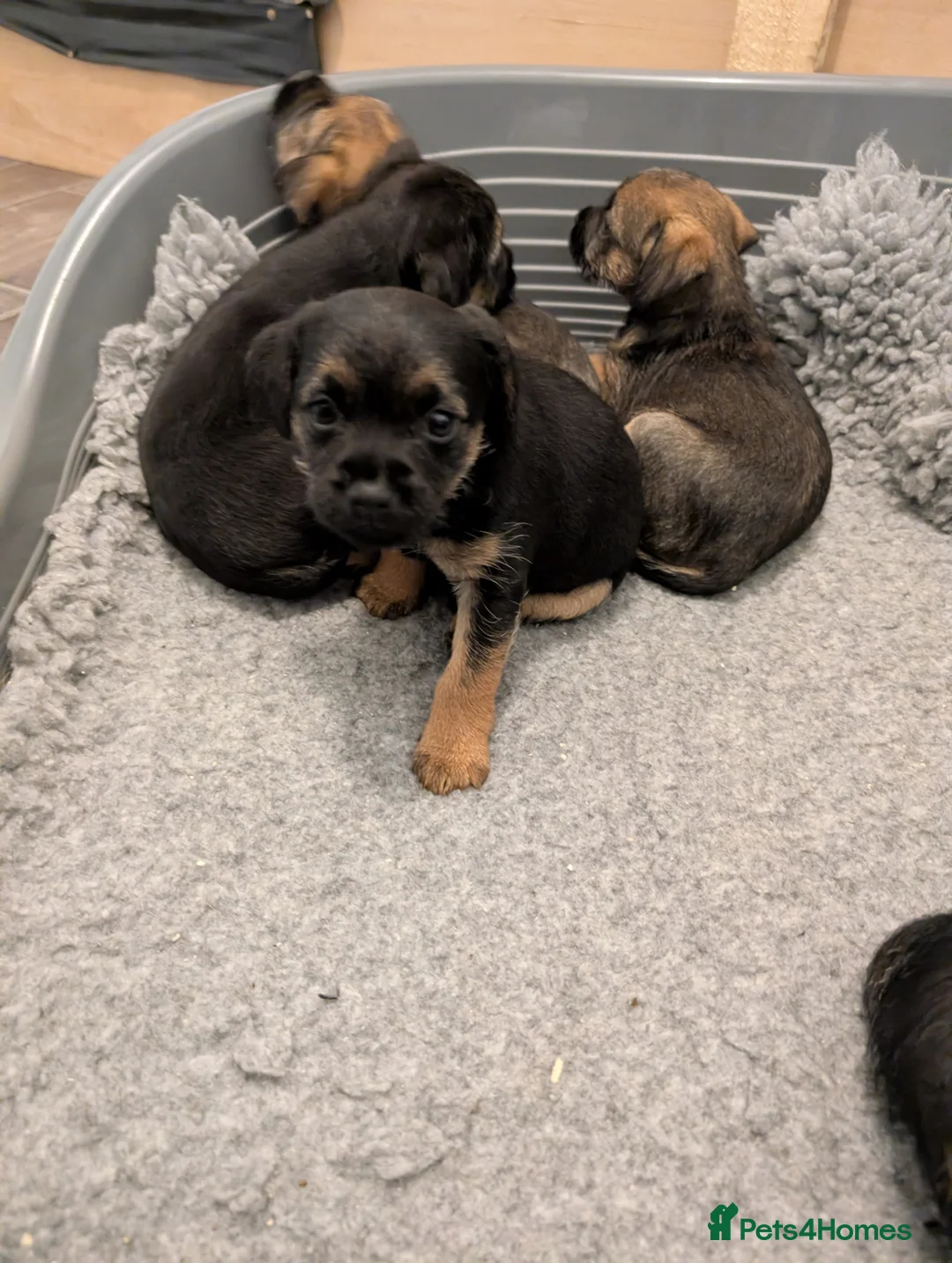 Border Terrier dogs for sale: Beautiful Border Terrier Puppies - Advert 7
