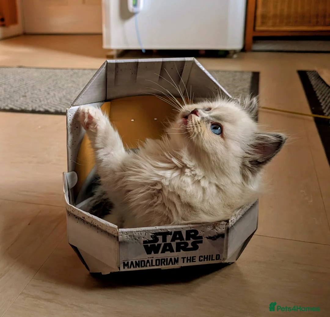 Ragdoll cats for sale: Handsome pedigree Ragdoll kitten needs rehoming  - Advert 3