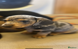 Miniature Dachshund dogs for sale: Stunning Miniature Dachshunds - Image 16