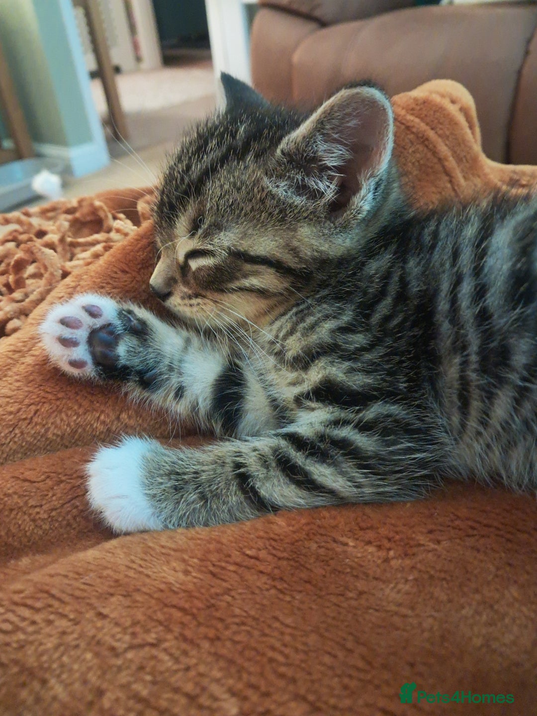 Mixed Breed cats for sale: 3 BEAUTIFUL KITTENS 😸 AVAILABLE STRAIGHT AWAY  - Advert 7