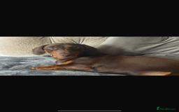 Miniature Dachshund dogs for sale: Miniature dachshund  - Image 8