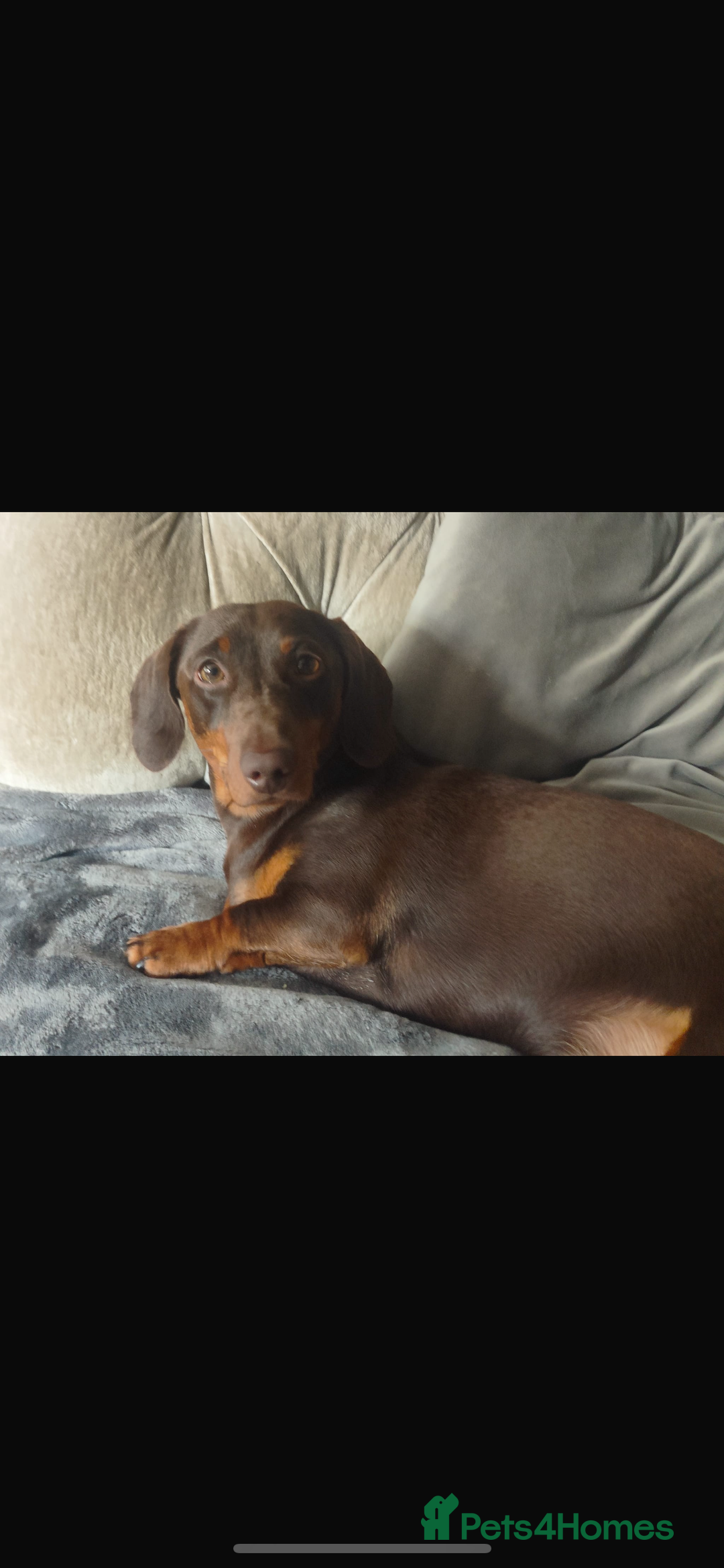 Miniature Dachshund dogs for sale: Miniature dachshund  - Image 8
