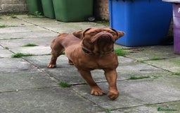 Dogue De Bordeaux dogs for stud: STUNNING DOGUE DE BORDEAUX STUD AVAILABLE - Image 2