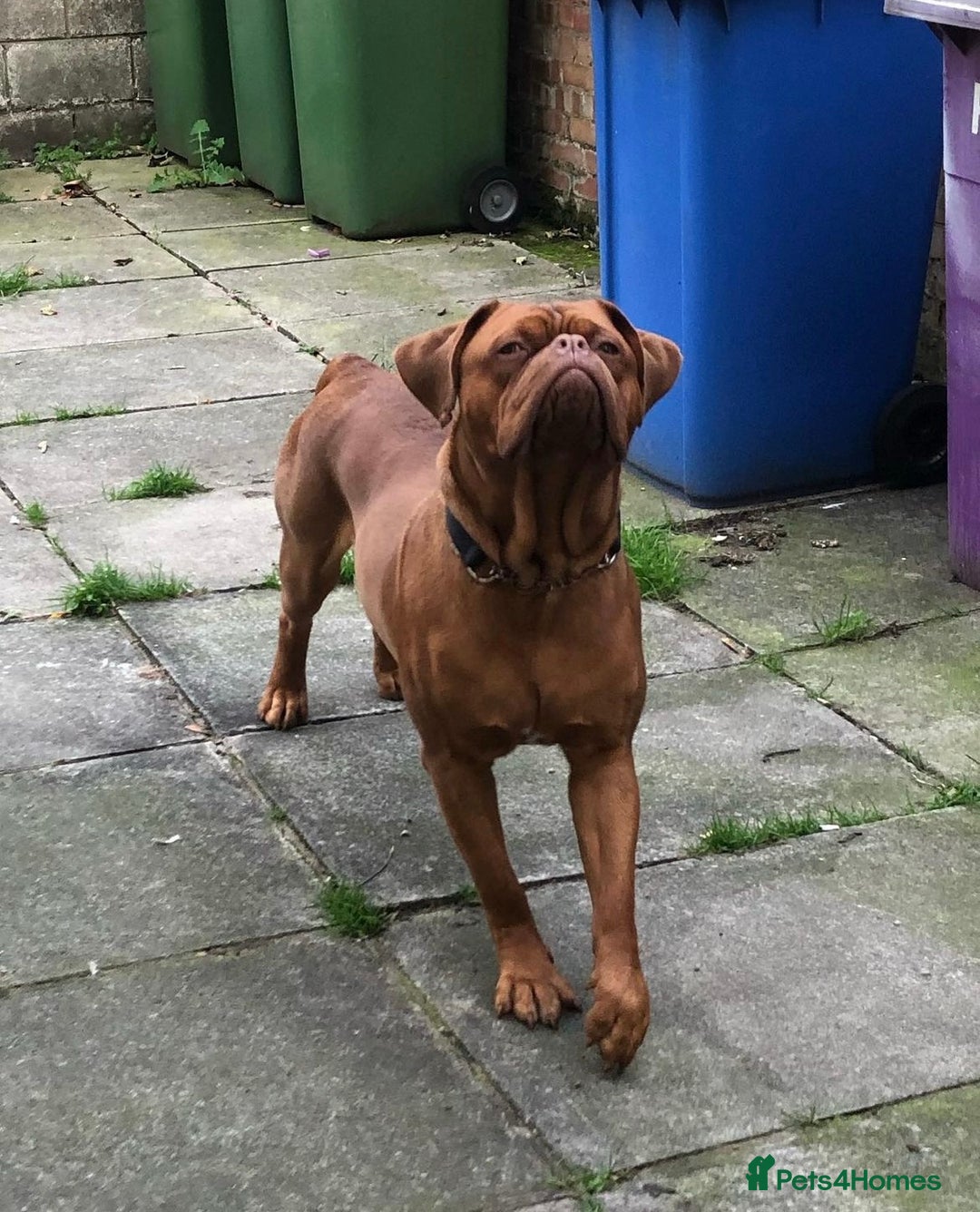Dogue De Bordeaux dogs for stud: STUNNING DOGUE DE BORDEAUX STUD AVAILABLE - Image 2