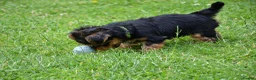 Yorkshire Terrier dogs for sale: Purebred Yorkshire Terrier Puppies Vaccinated  - Advert 6