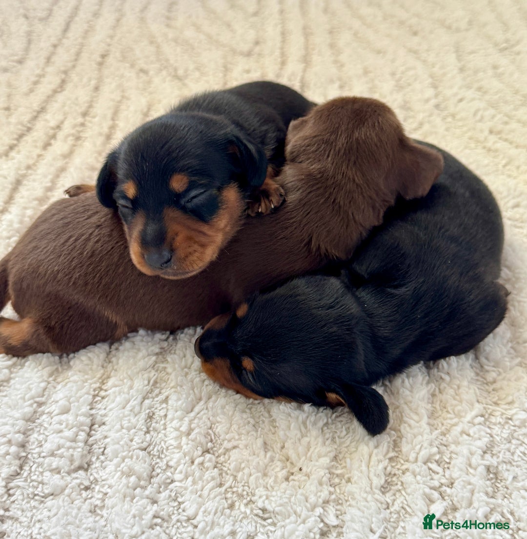 Miniature Dachshund dogs for sale: Mini Dachshund puppies, PRA clear, health tested - Image 10