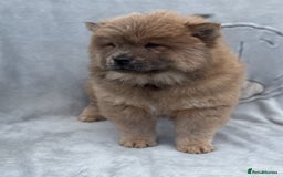 Chow Chow dogs for sale: KC Reg Chow Chow Puppies  - Image 12