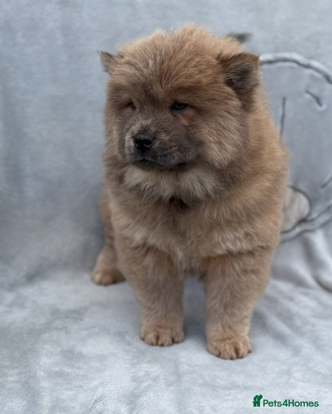 Chow Chow dogs for sale: KC Reg Chow Chow Puppies  - Image 12