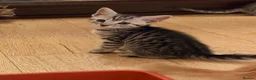 Mixed Breed cats for sale: Beautiful Kittens  - Advert 7