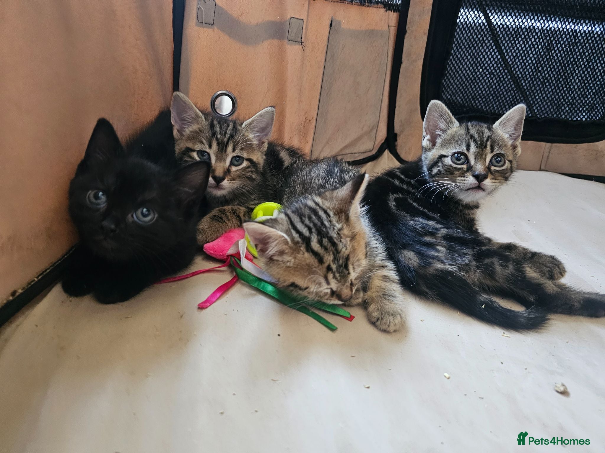 Mixed Breed cats Stunning Bombay Cross Kittens – Trained & Playful - Advert 1