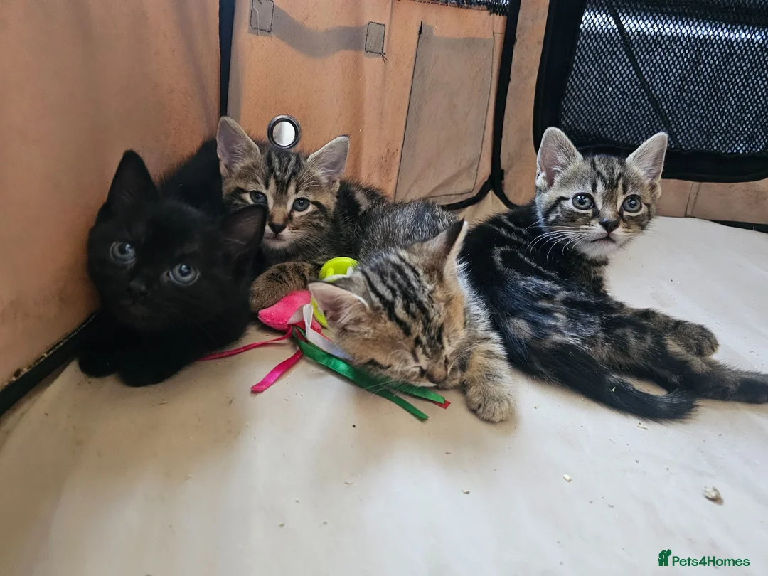 Mixed Breed cats for sale: Stunning Bombay Cross Kittens – Trained & Playful - Advert 1