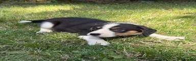 Border Collie boy 5
