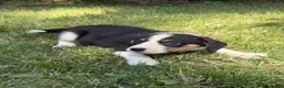 Border Collie dogs for sale: Border collie puppies  - Advert 13