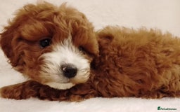 Cavapoo dogs for sale: Cavapoo puppies. - Image 5