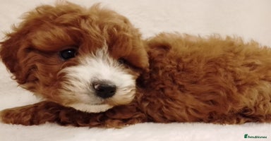 Cavapoo dogs - Advert 11