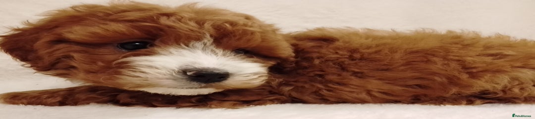 Cavapoo Puppy 1