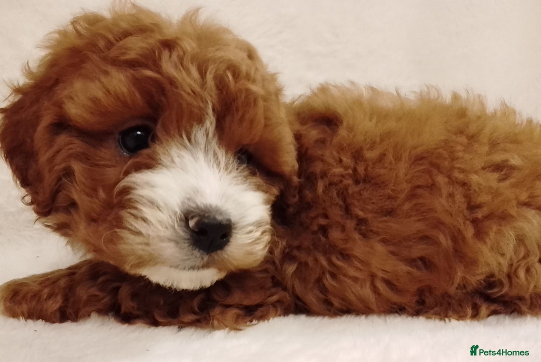 Cavapoo dogs for sale: Cavapoo puppies. - Image 5