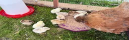 Chickens poultry for sale: 11 GORGEOUS 2 DAY OLD SILKIE CHICKS AVAILABLE  - Advert 4