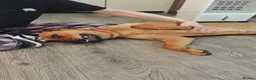 Bullmastiff dogs for sale: Bella 1 year old Bullmastiff in Glenrothes - Advert 3