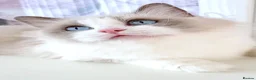 Ragdoll cats for sale: INDOOR FULL PEDIGREE 4 YEARS RAGDOLL FEMALE CAT - Advert 4