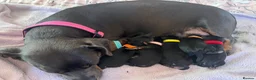 Chiweenie dogs for sale: 8 beautiful chiweenie‘s for sale - Advert 23