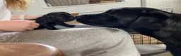 Labrador Retriever dogs for sale: 2 beautiful boys unreserved from first litter  - Advert 7