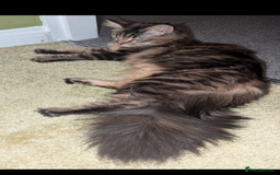 Maine Coon cats for sale: Beautiful Pedigree Maine Coon Kittens  - Image 27