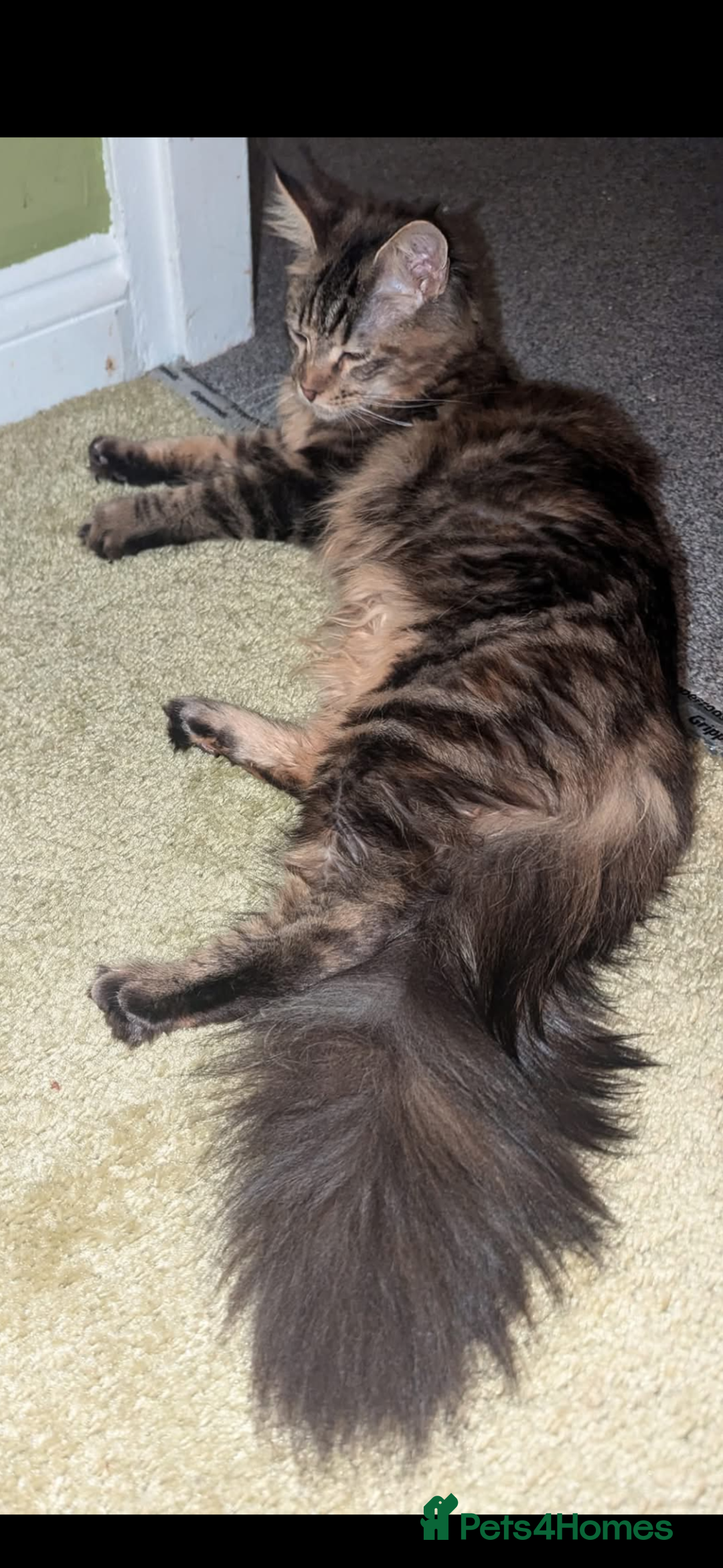 Maine Coon cats for sale: Beautiful Pedigree Maine Coon Kittens  - Image 27