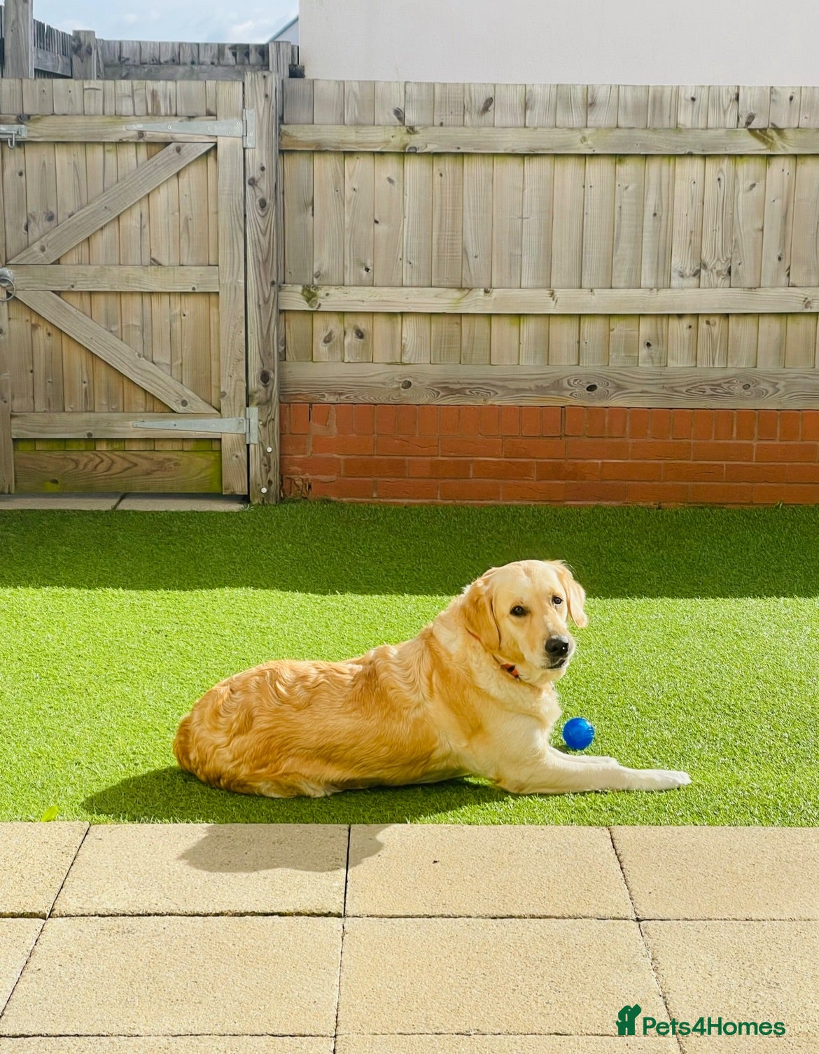 Golden Retriever dogs KC REGISTER GOLDEN RETRIEVERS PUPPIES - Advert 12